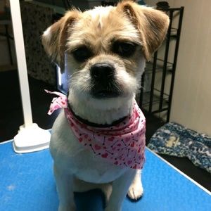 Meet your Posher, James